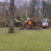 The tree which went down in Memorial Park, Maryport