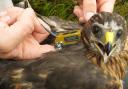 The task force is targeting the illegal killing of hen harriers
