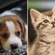 Vets issue advice to pet owners over cats and dogs carrying Covid-19