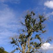 Tree affected by ash dieback