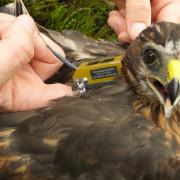 The task force is targeting the illegal killing of hen harriers
