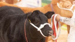 2022 The National Association Beef Expo, Darlington Farmers Mart
©Tim Scrivener