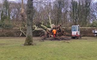 The tree which went down in Memorial Park, Maryport