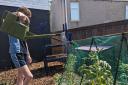 Students have been growing produce in the garden to serve in the canteen