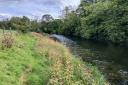 Auction: Fishing rights on the River Cocker