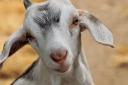 A place to teach kids - new plans for goat shed
