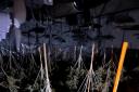 A large cannabis farm discovered in a disused social club in Prudhoe and covering three floors has been dismantled