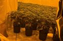A large cannabis farm was found in a disused social club by police
