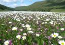 NATURE: Charity wants to plant 6000 plants in upland hay meadows