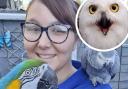 'It's getting ridiculous' - Animal keeper speaks out after owl is injured by fireworks