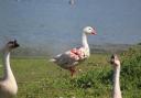 A goose was attacked by a dog at the popular Siddick Pond