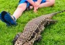 Echo the Tegu in her garden before she went missing