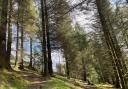 Whinlatter Forest in better weather