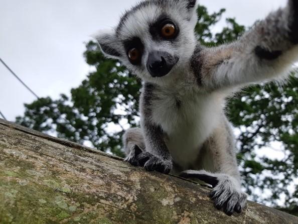 Fundraising for lemurs. Picture: Lake District Wildlife Park
