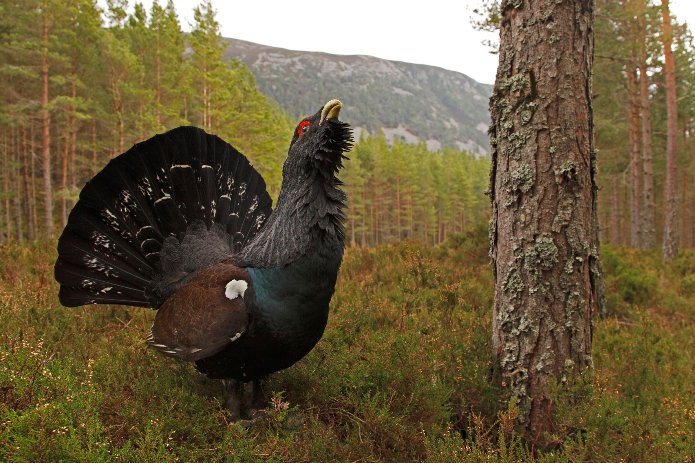 UK capercaillies could be extinct again in 20-30 years, report warns - Vimarsana News