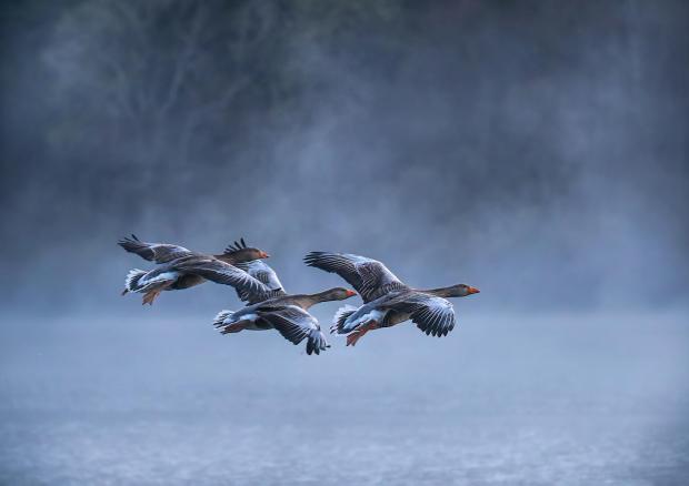 Times and Star: Jan Greylag geese coming in to land c_John Macfarlane