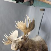 A massive moose shoulder mount