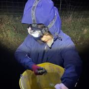 FROGS: West Cumbria Rivers Trust volunteer helps frogs to new habitat