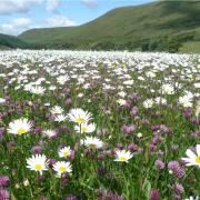 NATURE: Charity wants to plant 6000 plants in upland hay meadows