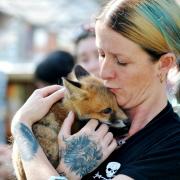 MR FOX:Mel James with the rescued fox cub found injured in the road which she nursed back to full health in 2018