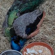 SAD: The peacock who was killed after being hit by a car