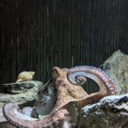 Octopus goes out for dinner, leaving aquarium staff frantic