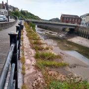 Weeds around the Maryport harbour labelled 