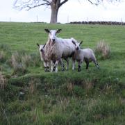 Blue faced leister lambs with their mum.