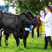 A young lady shows her cattle in the ring on showday