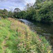 Auction: Fishing rights on the River Cocker