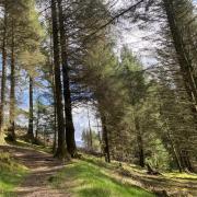 Whinlatter Forest in better weather