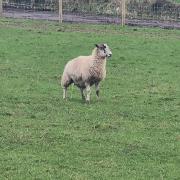 Maryport Beat Officer rescues distressed sheep during patrol