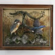 A pair of Kingfishers attributed to the Victorian taxidermist Murray of Carnforth, which is expected to sell for £300-£500